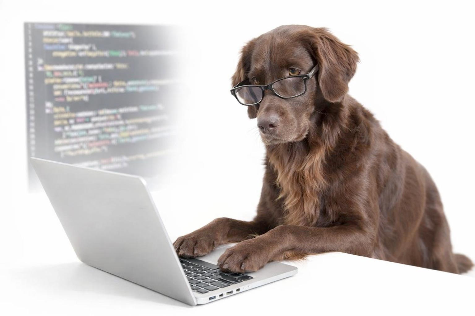 Unser strengster Code-Reviewer bei der Arbeit